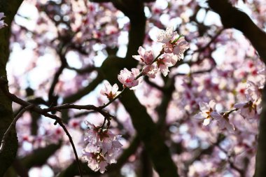Güzel şeftali çiçeği. Yakın çekim.