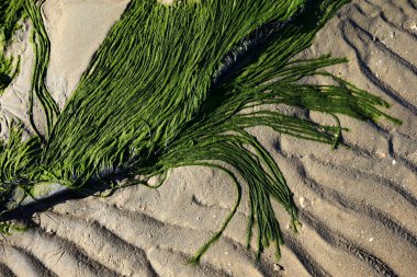 Deniz kenarındaki yeşil yosun plajı