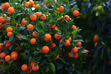 Ağaç olgun turuncu 