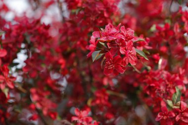 Çin çiçekli yaban elması. 