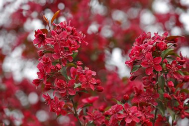 Çin çiçekli yaban elması. 