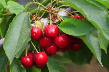 Ağaçlarda asılı kirazlar