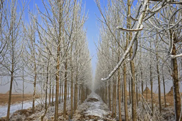 Kışın kar manzarası