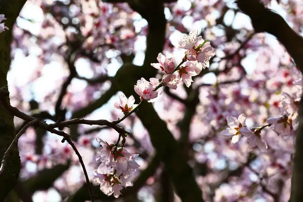 Güzel şeftali çiçeği. Yakın çekim.