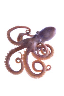 Beyaz arkaplanda ahtapot