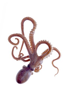 Beyaz arkaplanda ahtapot