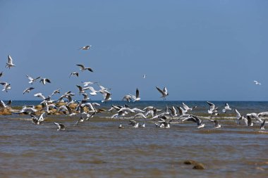 Martılar denizde uçar.