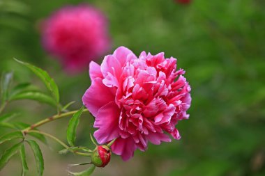 Çiçekli şakayık, çok güzel.