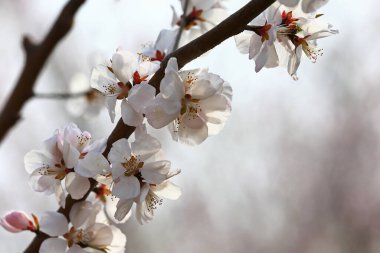 Kayısı çiçekleri çok güzel çiçek açıyor.