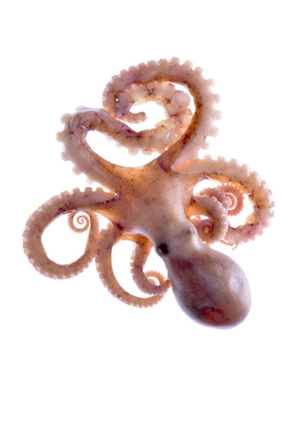 Осьминог на белом фоне
