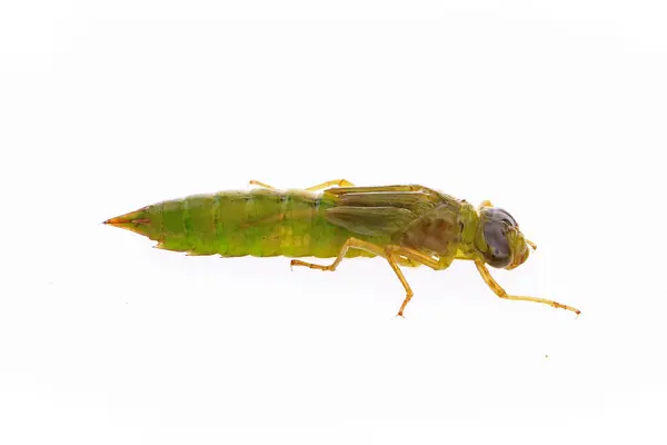 stock image Dragonfly larvae, and on a white background