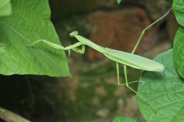 Peygamber devesi (peygamberdevesi) ayrıca DaoLang 'in omurgasızlar olduğunu da söyler. Böcek sınıfları, kanatlı spatula, peygamber devesi bölümü, büyük bir böceğin, baş üçgenine, aktiviteye serbestçe girmesi, FuYan büyük parlak, ince dokunaçlar, boyun çevirmek için özgür olabilir. Ön bacak bölümü...
