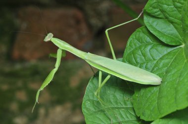 Peygamber devesi (peygamberdevesi) ayrıca DaoLang 'in omurgasızlar olduğunu da söyler. Böcek sınıfları, kanatlı spatula, peygamber devesi bölümü, büyük bir böceğin, baş üçgenine, aktiviteye serbestçe girmesi, FuYan büyük parlak, ince dokunaçlar, boyun çevirmek için özgür olabilir. Ön bacak bölümü...