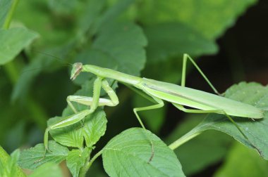 Peygamber devesi (peygamberdevesi) ayrıca DaoLang 'in omurgasızlar olduğunu da söyler. Böcek sınıfları, kanatlı spatula, peygamber devesi bölümü, büyük bir böceğin, baş üçgenine, aktiviteye serbestçe girmesi, FuYan büyük parlak, ince dokunaçlar, boyun çevirmek için özgür olabilir. Ön bacak bölümü...