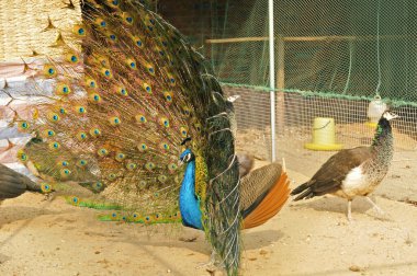 Eşek, yakından çek.