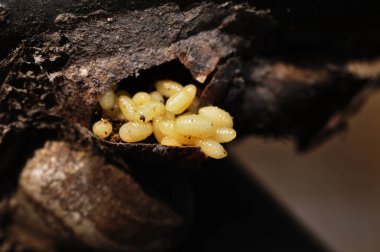 Keçiler yakın çekim yapar.