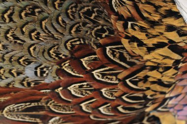 Denizanası, yakından çek.