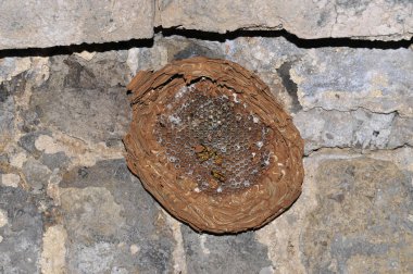 At ot yer, yakın plan çekimler yapar.