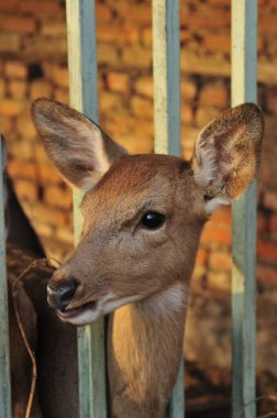At ot yer, yakın plan çekimler yapar.