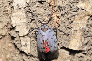 At ot yer, yakın plan çekimler yapar.