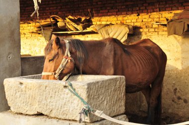 At ot yer, yakın plan çekimler yapar.