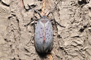 Avlu sülününe yakın çekim yap.