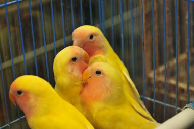 Sarı papağan, yakından çek.