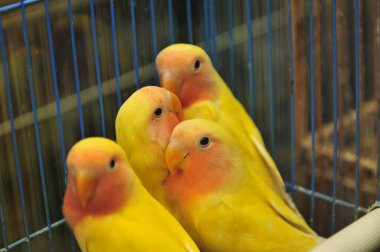 Sarı papağan, yakından çek.