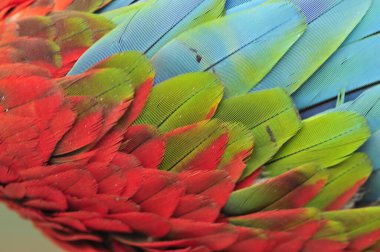 Makao çok güzel, yakın çekim.