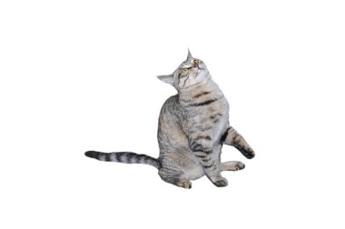 Makao çok güzel, yakın çekim.