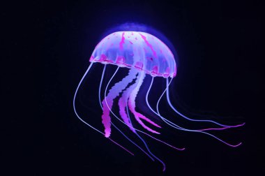 Makao çok güzel, yakın çekim.