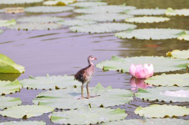Göldeki kırmızı gagalı vahşi ördek