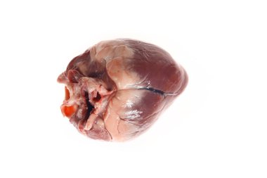 Beyaz arka planda taze domuz kalbi.