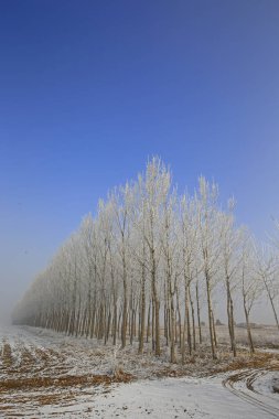 Kışın kar manzarası
