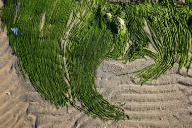 Deniz kenarındaki yeşil yosun plajı