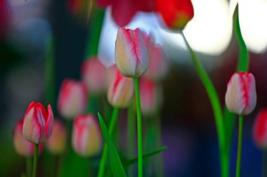 Renkli lale, yakından ateş ediyor, çok güzel.