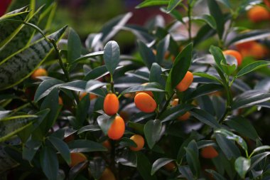 Ağaç olgun turuncu 