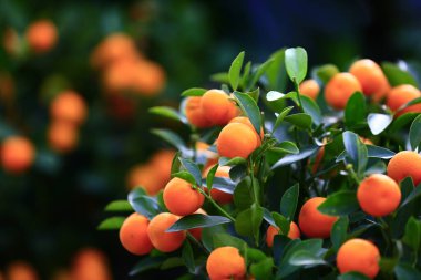 Ağaç olgun turuncu 