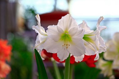 Renkli lale, yakından ateş ediyor, çok güzel.