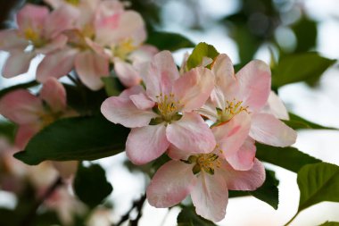 Çin çiçekli yaban elması. 