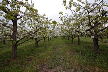 Magnolia çiçeği çok güzel yakın mesafeden ateş ediyor.