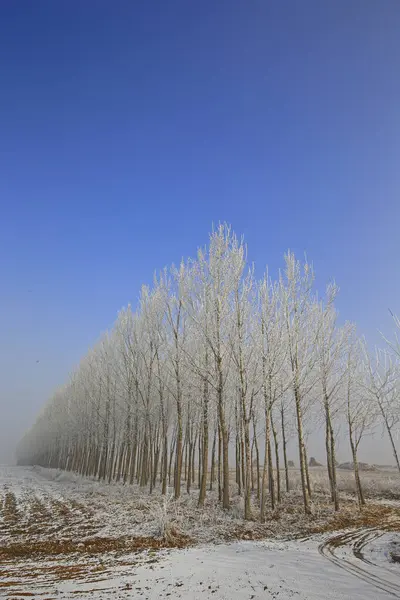 Kışın kar manzarası
