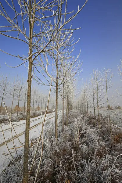 Kışın kar manzarası