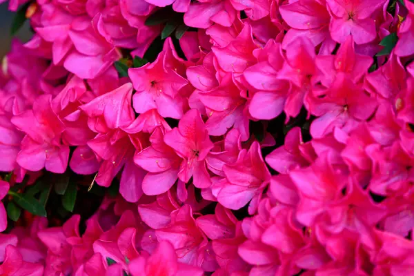 Renkli lale, yakından ateş ediyor, çok güzel.