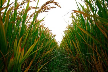 Sonbahar pirinç tarlaları 