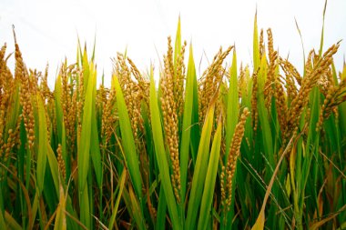 Sonbahar pirinç tarlaları 