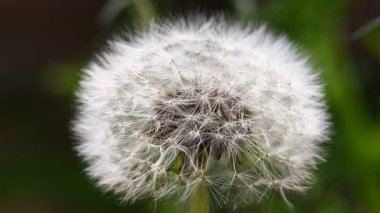 Karahindiba rüzgarda sallanıyor