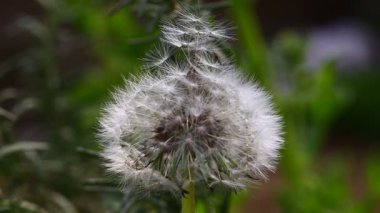 Karahindiba rüzgarda sallanıyor