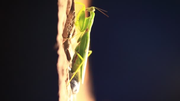 祈祷的螳螂在产卵 — 图库视频影像