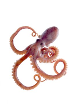 Beyaz arkaplanda ahtapot